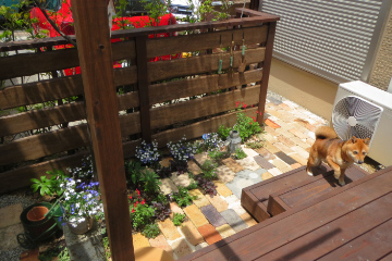 愛犬コタの庭